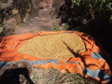 teff grain picked through by the nuns of Lalibela